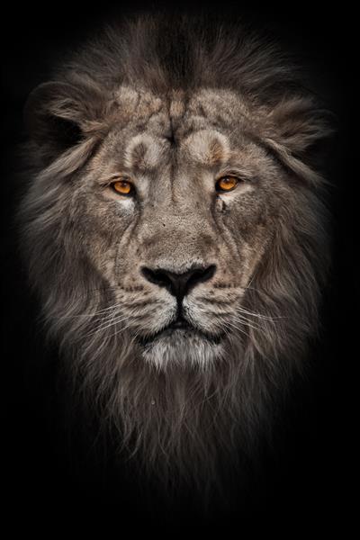 عکس سفید شده از پرتره یک شیر نر قدرتمند یال دار یال مو در تاریکی شب با چشمان نارنجی درخشان جدا شده در پس زمینه سیاه