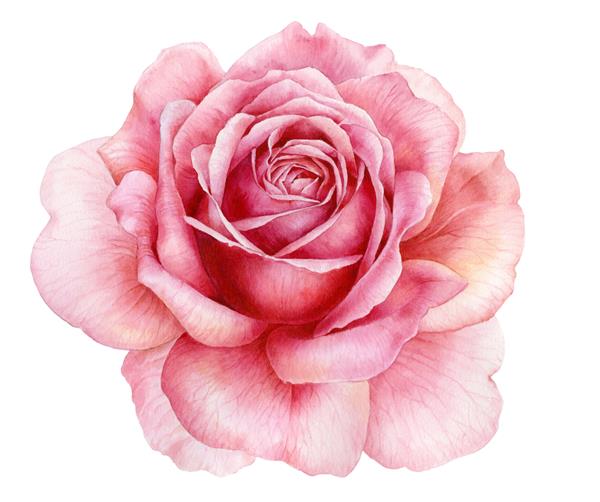 تصویرسازی آبرنگ گل رز صورتی شکوفه در زمینه سفید تصویر گیاه شناسی
