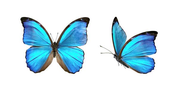 دو پروانه زیبای استوایی آبی با بال‌های باز و در حال پرواز جدا شده روی پس‌زمینه سفید کلوزآپ ماکرو