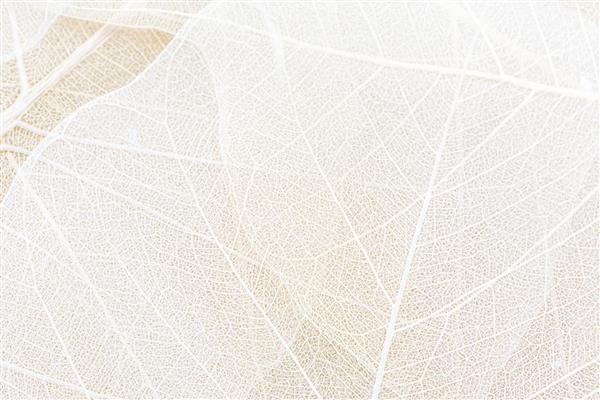 نمای نزدیک از ساختار فیبر پس زمینه بافت برگ های خشک الگوهای سلولی برگ های اسکلت شاخه های شاخ و برگ رگه های برگ چکیده پس زمینه پاییز برای طراحی بنر خلاقانه یا کارت تبریک