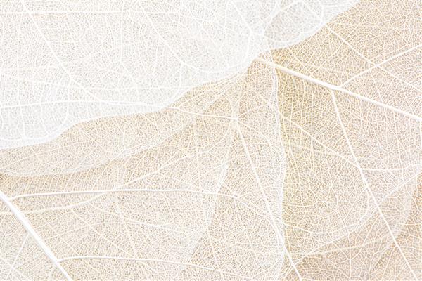 نمای نزدیک از ساختار فیبر پس زمینه بافت برگ های خشک الگوهای سلولی برگ های اسکلت شاخه های شاخ و برگ رگه های برگ چکیده پس زمینه پاییز برای طراحی بنر خلاقانه یا کارت تبریک