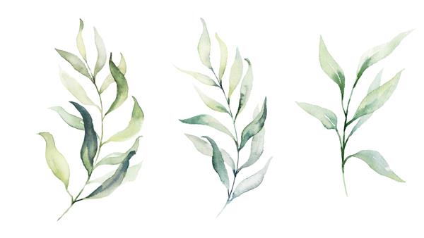مجموعه تصویرسازی گل آبرنگ - مجموعه شاخه های برگ سبز برای لوازم عروسی تبریک کاغذ دیواری مد پس زمینه اکالیپتوس زیتون برگ سبز و غیره