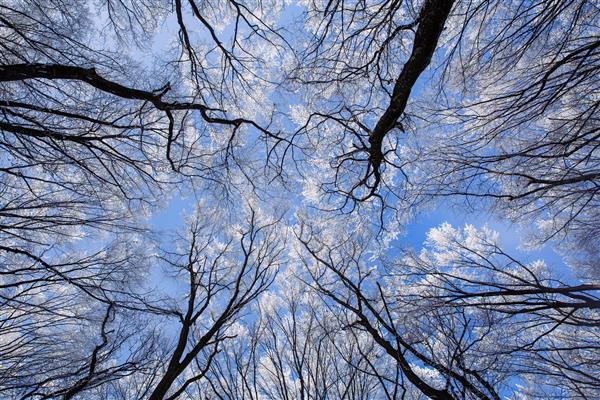 درختان یخ زده زیبا در زمستان سرمازدگی روی درختان