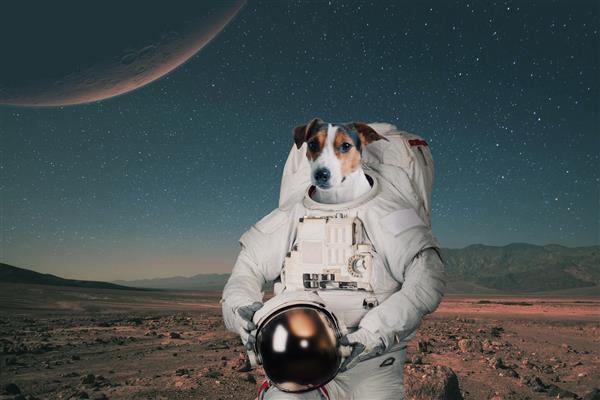 سگ فضانورد با لباس فضایی با کلاه ایمنی در مریخ سفر می کند حیوان فضایی در یک سیاره قرمز مفهوم سفر فضایی