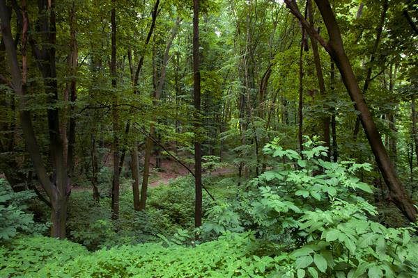 منظره جنگلی درختان بلند در یک جنگل انبوه گیاهان سبز روز بهاری