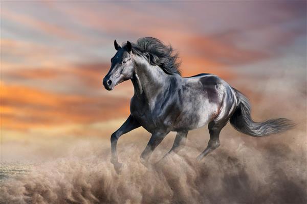 اسب سیاه در گرد و غبار صحرا در برابر آسمان غروب آفتاب می دود
