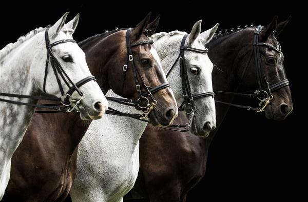 پرتره چهار اسب در مسابقه درساژ جدا شده روی مشکی