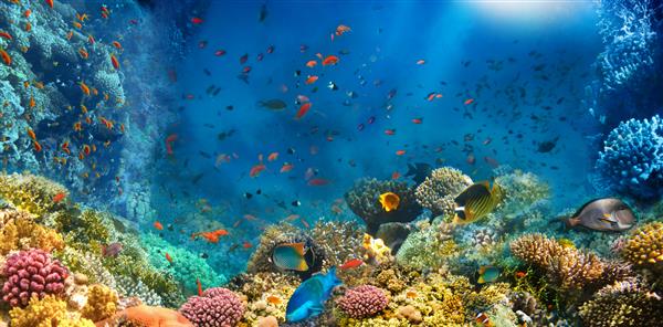 دنیای زیر آب صخره مرجانی و ماهی در دریای سرخ در مصر