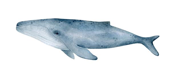 تصویر نهنگ آبی با آبرنگ جدا شده در پس زمینه سفید هنر واقعی حیوانات زیر آب نقاشی شده با دست