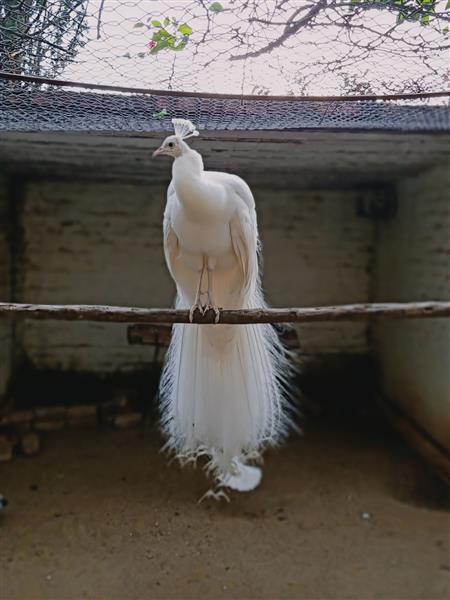 طاووس سفید زیبا در باغ وحشی که در راولپندی پنجاب پاکستان قرار دارد