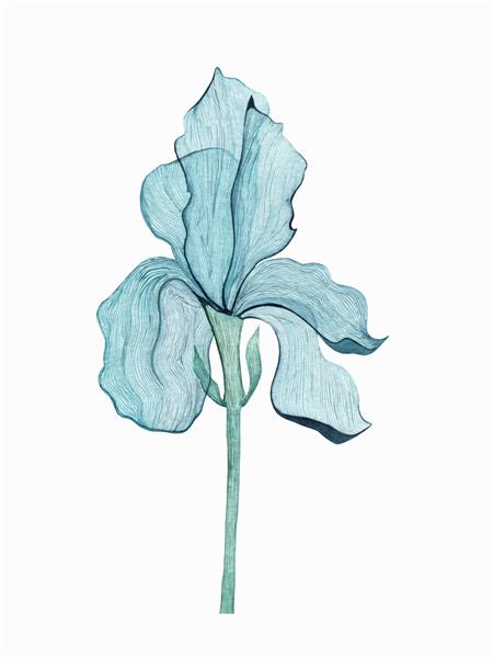 زنبق وحشی آبی با گلبرگ های شفاف تصویر گیاه شناسی آبرنگ جدا شده در پس زمینه سفید