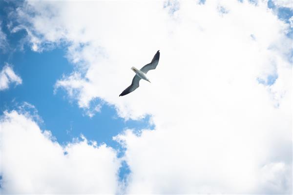 مرغ دریایی در حال پرواز یک پرنده دریایی سفید وحشی در هوا زیر ابرها شناور است پرواز یک مرغ دریایی از نزدیک در آسمان