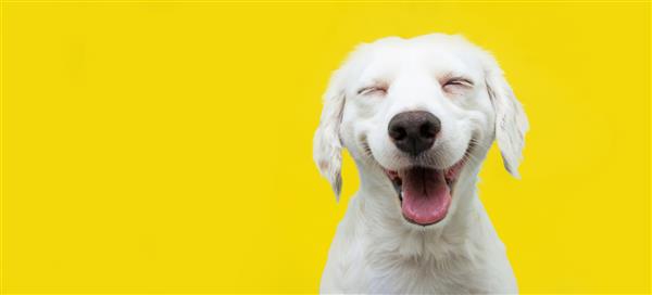 سگ توله سگ شاد در حال لبخند زدن در پس زمینه زرد جدا شده