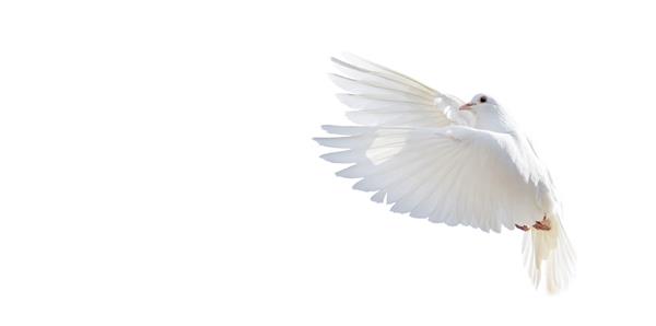 پرواز کبوتر سفید جدا شده روی سفید