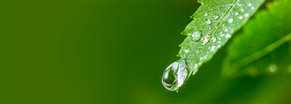 قطره آب بزرگ آب روی برگ سبز برگ زیبا با قطره های آب مفهوم محیطی عکس سقوط قطرات باران از برگ بنر پهن بلند فضا را برای طرح خود کپی کنید