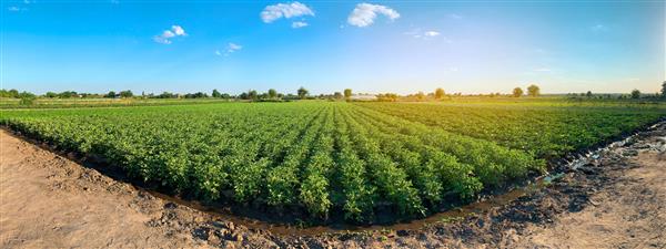 عکس پانوراما از منظره زیبای کشاورزی با مزارع سیب زمینی در مزرعه در یک روز آفتابی کشاورزی و کشاورزی تمرکز انتخابی