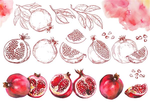 مجموعه ای از میوه های انار در زمینه سفید تصویر گرافیکی کشیده با آبرنگ
