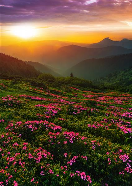 گل‌های تابستانی صورتی شکوفه‌دار شگفت‌انگیز مناظر زیبای عمودی صبحگاهی با چمن‌زار گل‌دودندرون‌های شکوفه در پس‌زمینه طلوع خورشید خیره‌کننده اروپا مرز اوکراین - رومانی مارماروسی کارپات‌ها