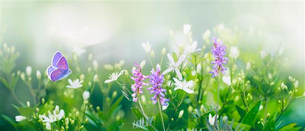 پروانه بنفش بر فراز گلهای کوچک سفید وحشی در چمن در پرتوهای نور خورشید پرواز می کند تصویر هنری تازه بهار تابستان از طبیعت صبحگاهی زیبایی فوکوس نرم انتخابی