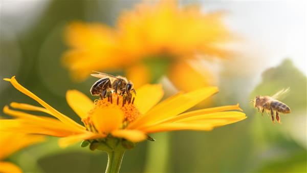 زنبور عسل و گل از نزدیک یک زنبور راه راه بزرگ عسل را روی یک گل زرد در یک روز روشن آفتابی جمع می کند عکاسی افقی ماکرو پس زمینه تابستان و بهار