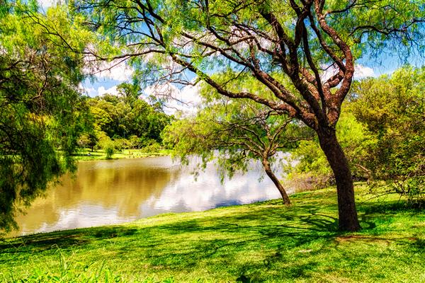 منظره طبیعت زیبا و گرم در پارک Ibirapuera با مقدار زیادی سبز چمن درختان برگ ها بوته ها و دریاچه آب شیرین در یک صبح آفتابی
