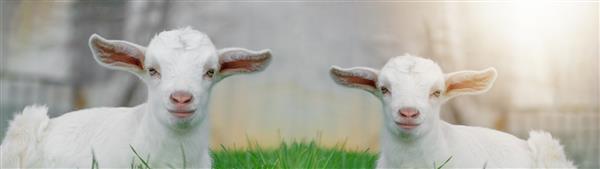 دو گوسفند بچه بز بامزه روی یک بنر پس زمینه چمنزار سبز نشسته اند پانوراما عید پاک بهاری