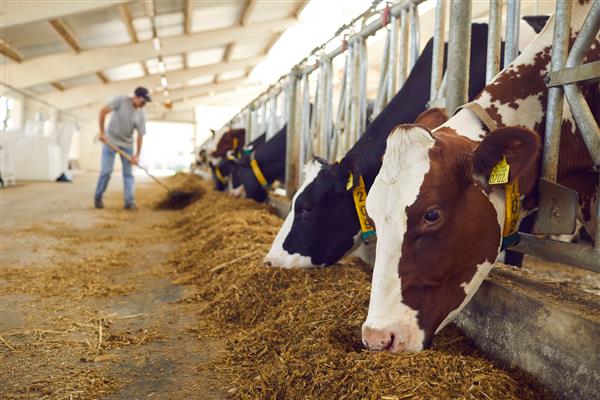 گاوهای شیری سالم در حال تغذیه از علوفه در ردیف اصطبل ها در انبار گاوداری با کارگری که برای حیوانات در پس زمینه تار غذا اضافه می کند مفهوم تجارت کشاورزی و مراقبت از دام