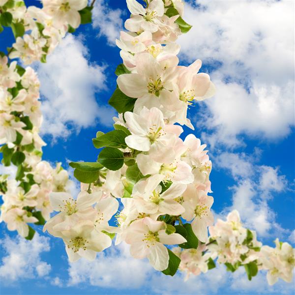 تصویر زیبا از شاخه های شکوفه در مقابل آسمان آبی