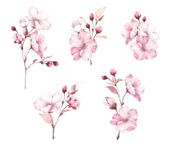 مجموعه ای از تزئینات ساکورا در زمینه سفید تصویر بهاری آبرنگ با شاخه های شکوفه گیلاس گل ها جوانه ها و برگ ها مجموعه ای جدا شده برای طرح شما