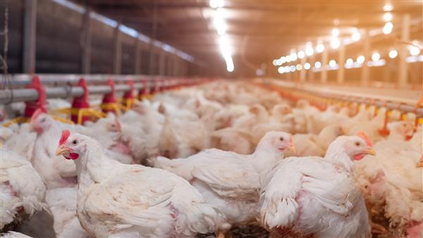 مرغ سفید در تجارت هوشمند کشاورزی با تغذیه خودکار با پس زمینه نور زرد