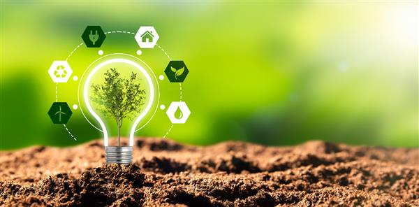 حفاظت از محیط زیست منابع انرژی تجدید پذیر پایدار رشد گیاه در مفهوم لامپ
