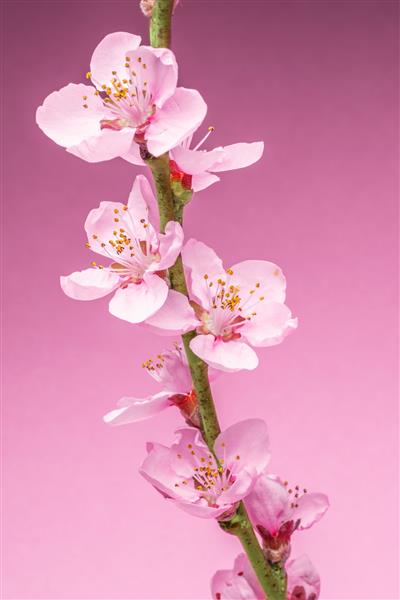 شاخه گل هلو در پس زمینه صورتی نماد آغاز زندگی و بیداری طبیعت