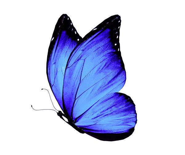 پروانه مورفو رنگی جدا شده روی پس‌زمینه سفید