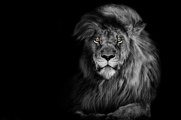 شیر شاه جدا شده روی سیاه پوست حیوان حیات وحش پرتره