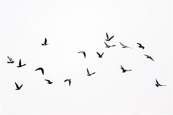 پرندگانی که در آسمان پرواز می کنند
