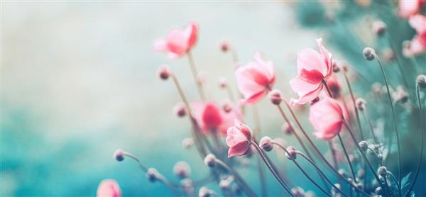 گل‌های صورتی ملایم شقایق‌ها در فضای باز در نمای نزدیک بهار تابستان روی پس‌زمینه فیروزه‌ای با فوکوس انتخابی ملایم تصویر رویایی ظریف از زیبایی طبیعت