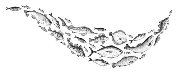 مجموعه طرح ماهی تصویر کشیده شده با دست تصویرسازی مدرسه ماهی تصویر منوی غذا ست ماهی طراحی شده با دست سبک حکاکی شده ماهی دریا و رودخانه