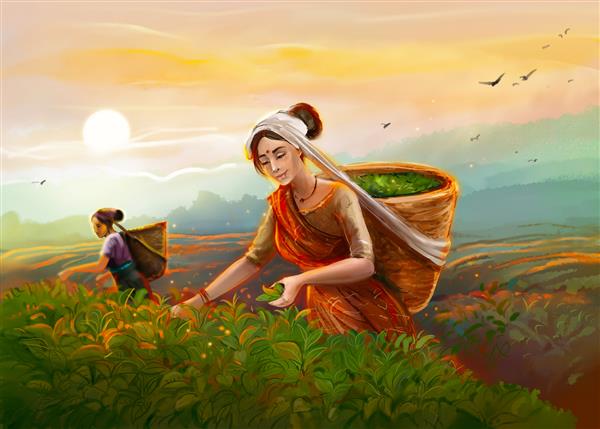چای جمع کن تصویر دو دختر را در حال چیدن چای در مزرعه نشان می دهد در پیش زمینه زنی با لباس ملی مشغول چیدن برگ است دومی دورتر است عصر است و خورشید