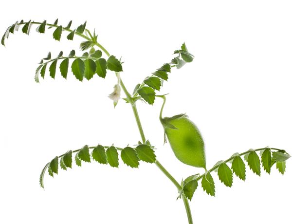 جوانه های گیاه نخود جوان سبز جدا شده در زمینه سفید