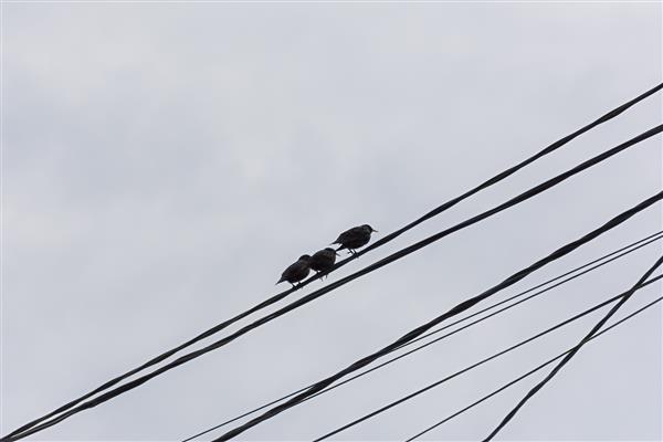سارها سیم های برق هستند سیلوئت های سیاه پرندگان در بالای خط برق نشسته اند اولین پرندگان مهاجر وارد شدند مهاجرت پرندگان آسمان تاریک خاکستری بهاری نمای پایین به بالا مفهوم فصل بهار