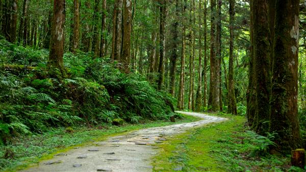 دریاچه های جنگلی و کوهستانی در شهرستان یلان تایوان مسیر جنگلی ویلا مینگچی