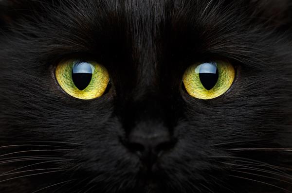 پوزه زیبا از نزدیک گربه سیاه