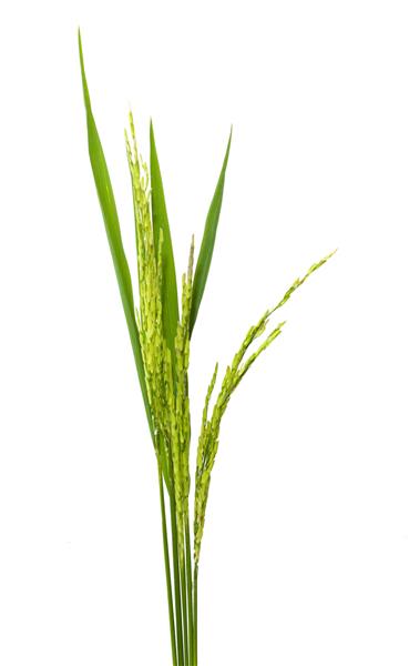 برنج سنبله سبز جدا شده در پس زمینه سفید