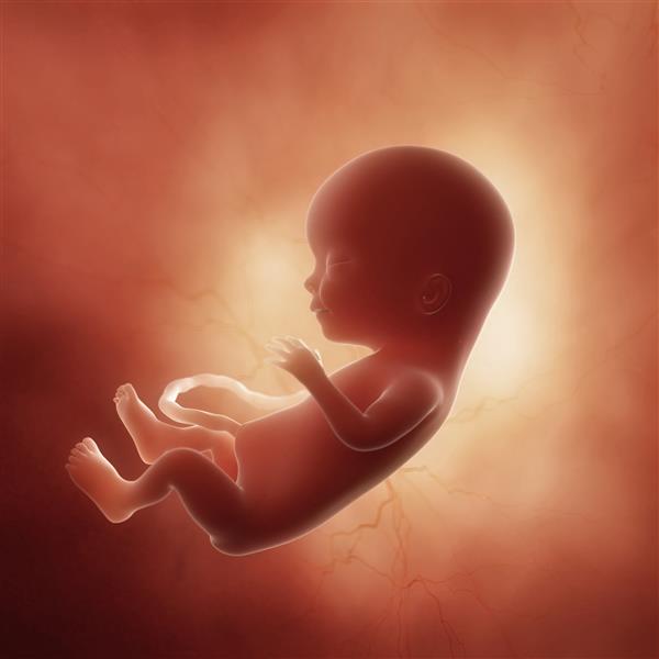 تصویر سه بعدی دقیق پزشکی از جنین در هفته 15 ارائه شده است