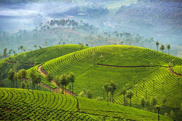 مزارع چای در مونار کرالا هند