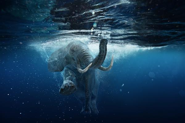 شنای فیل آفریقایی در زیر آب فیل بزرگ در اقیانوس با حباب های هوا و انعکاس روی سطح آب