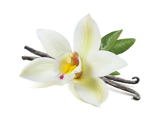 میله ها و برگ های گل وانیلی جدا شده در زمینه سفید به عنوان عنصر طراحی بسته بندی