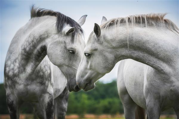 دو اسب سفید زیبا