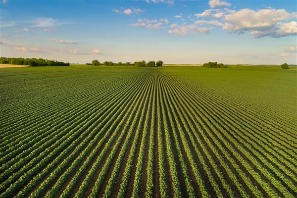 چشم انداز زیبای کشاورزی از ردیف های سبز سویا در زمین باز با آسمان آبی و ابرهای سفید