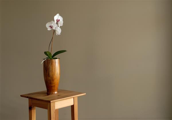یک ارکیده سفید در مقابل یک دیوار قهوه ای در یک استودیوی یوگا عکس گرفته شده است